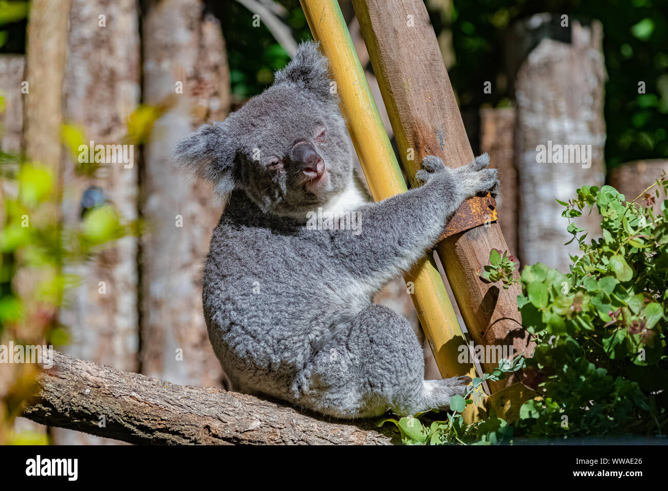 Koala, Phascolarctos cinereus, niedliche Tier klettern auf einen Baum Stockfoto