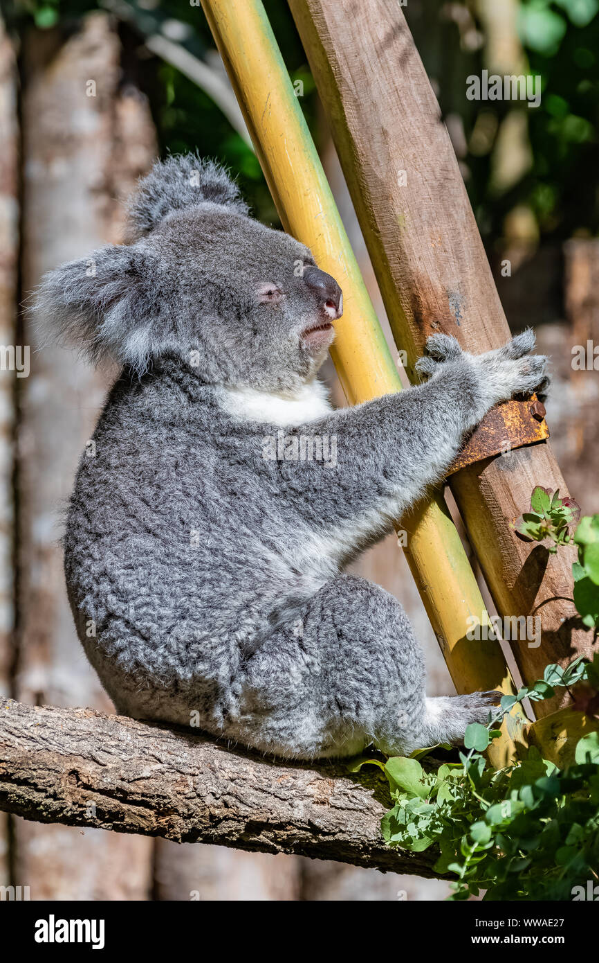 Koala, Phascolarctos cinereus, niedliche Tier klettern auf einen Baum Stockfoto
