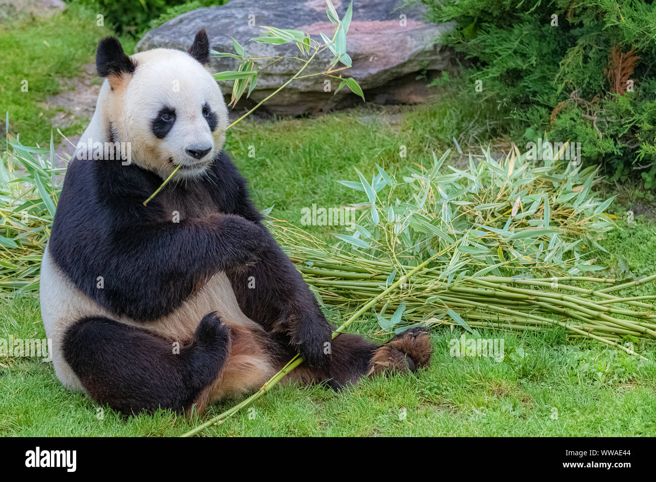 Panda, Br panda Essen Bambus im Gras sitzen Stockfotografie - Alamy
