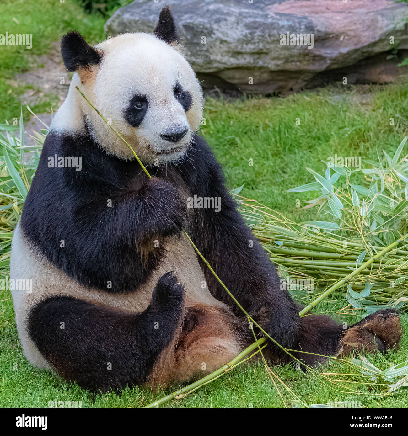 Panda Bar Panda Essen Bambus Im Gras Sitzen Stockfotografie Alamy