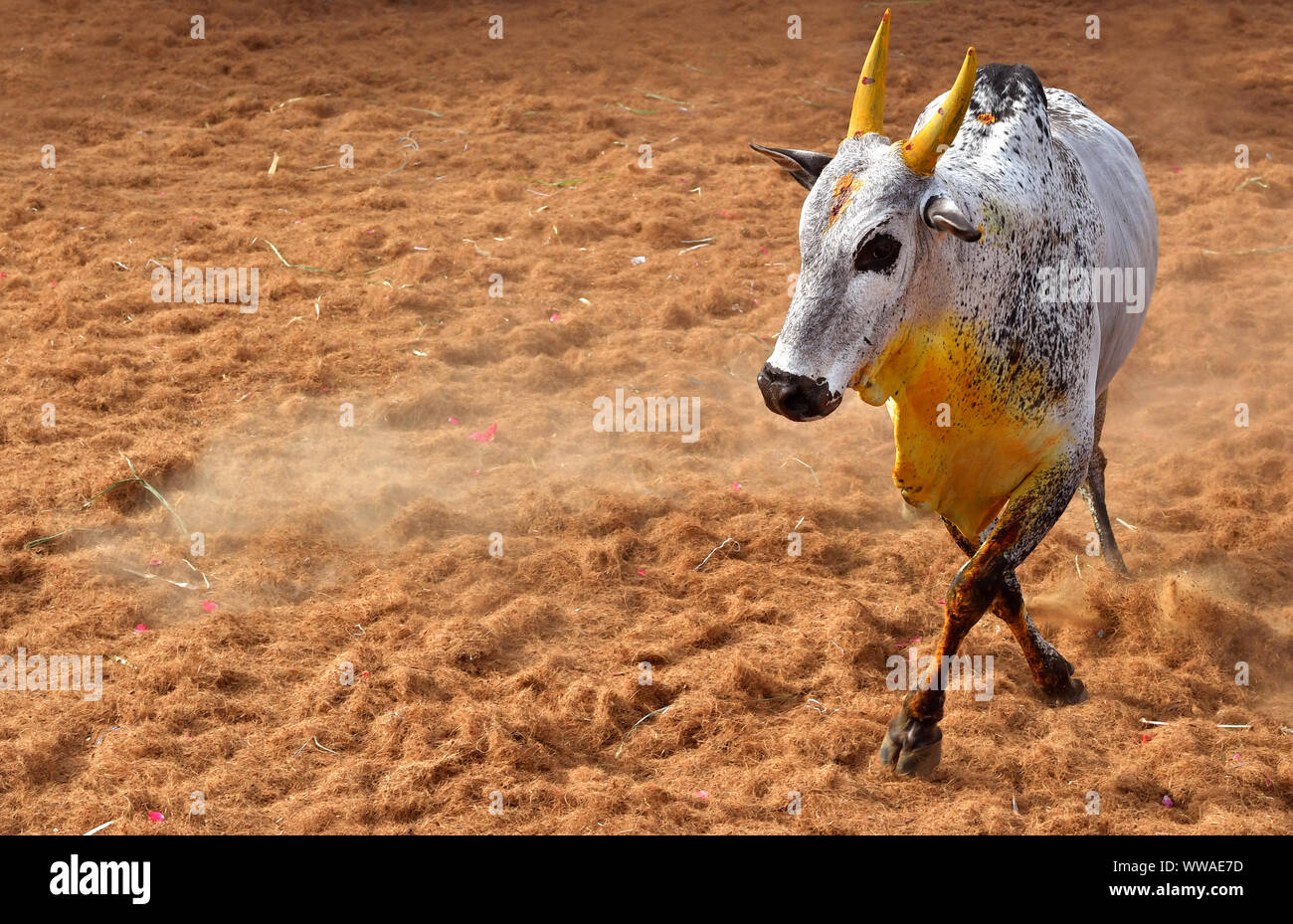Jallikattu Stier: Majestic Hump scharfe Hörner, die das Markenzeichen eines jallikattu Stier Kangayam Kaalai (Bull) Stier zähmen, Madurai, Tamil Nadu, Indien Stockfoto