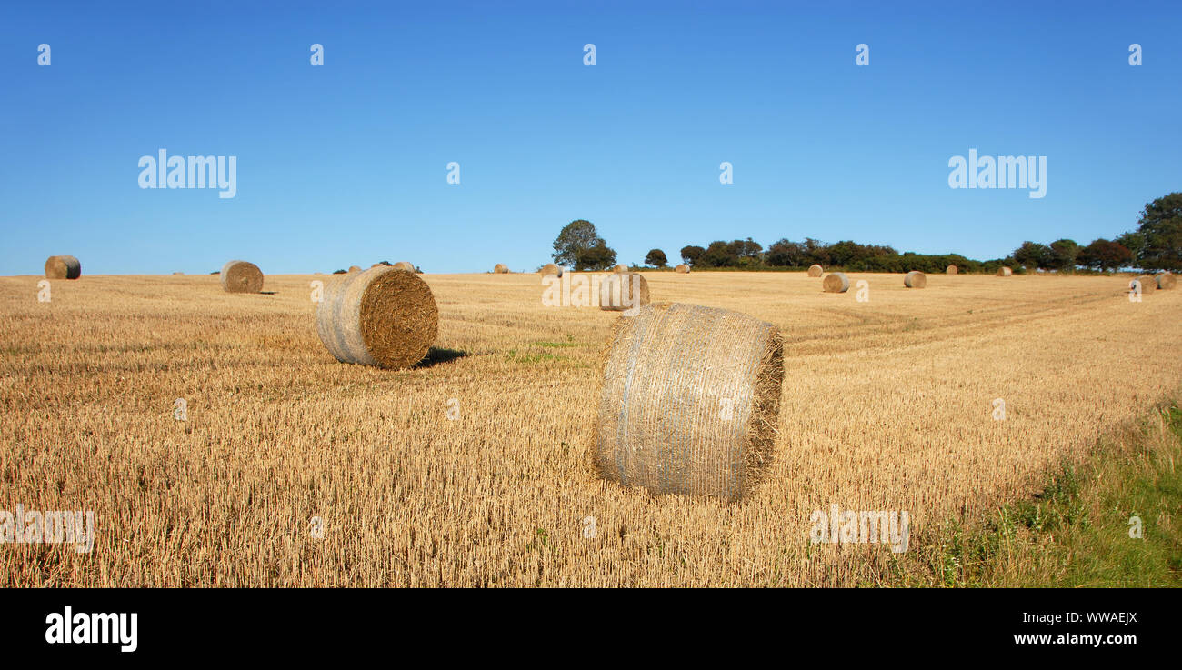 Strohballen auf einem Feld in Sussex, England, UK. Die goldenen Ballen Kontrast zu den blauen Himmel. Strohballen sind ein häufiger Anblick auf Farmen in der Erntezeit. Stockfoto