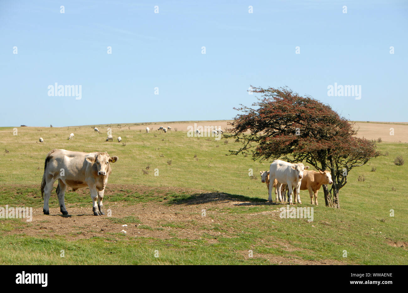 Nationalparks South Downs, Sussex, England, UK. Kühe auf dem South Downs Way, die Ackerland Kreuze entlang der Oberseite der Hügel. Kühe, South Downs Way. Stockfoto