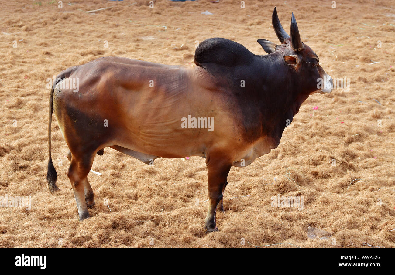 Jallikattu Stier: Majestic Hump scharfe Hörner, die das Markenzeichen eines jallikattu Stier Kangayam Kaalai (Bull) Stier zähmen, Madurai, Tamil Nadu, Indien Stockfoto