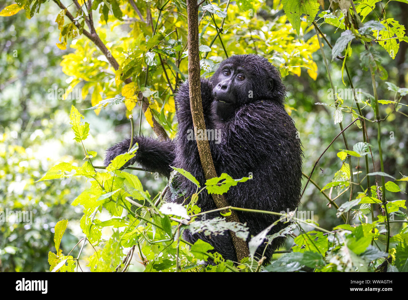 Portrait von jungen männlichen Gorilla Trekking im Bwindi Impenetrable Forest sitzen, Uganda Stockfoto