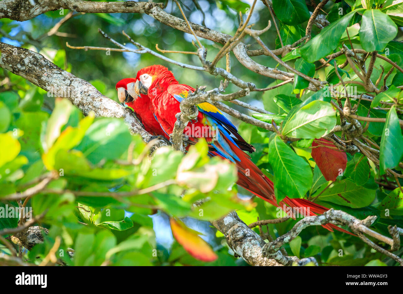 Costa rica aras Fotos und Bildmaterial in hoher Auflösung Alamy