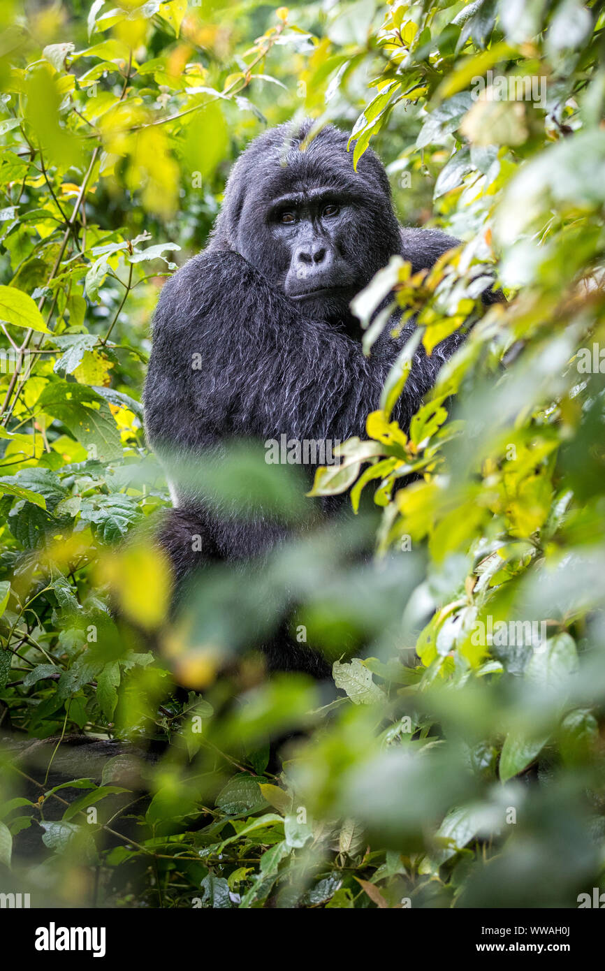 Portrait von Silverback Gorilla Trekking im Bwindi Impenetrable Forest sitzen, Uganda Stockfoto