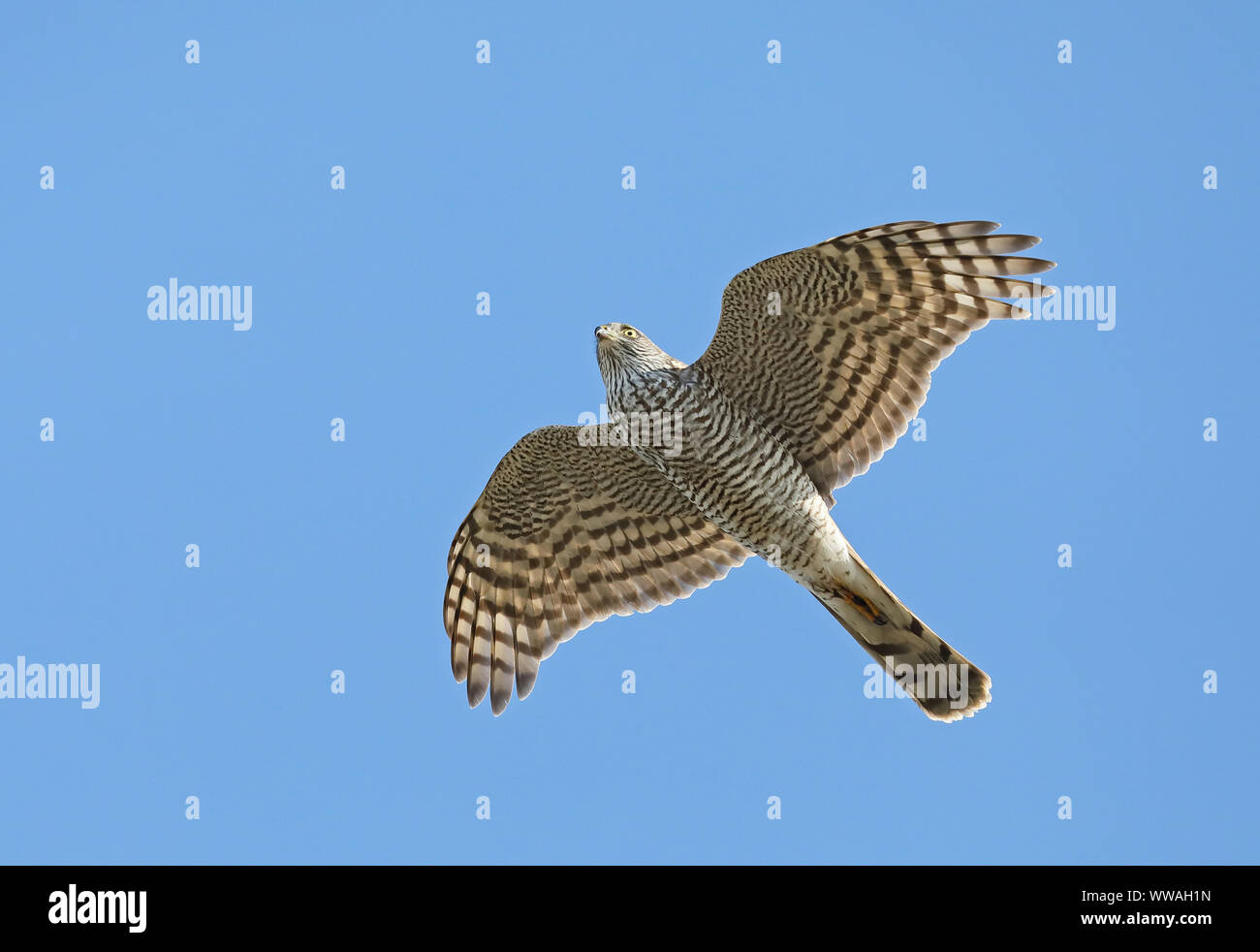 Sparrowhawk-Fliegen / Sparrowhawk-Flug, Migration Stockfoto