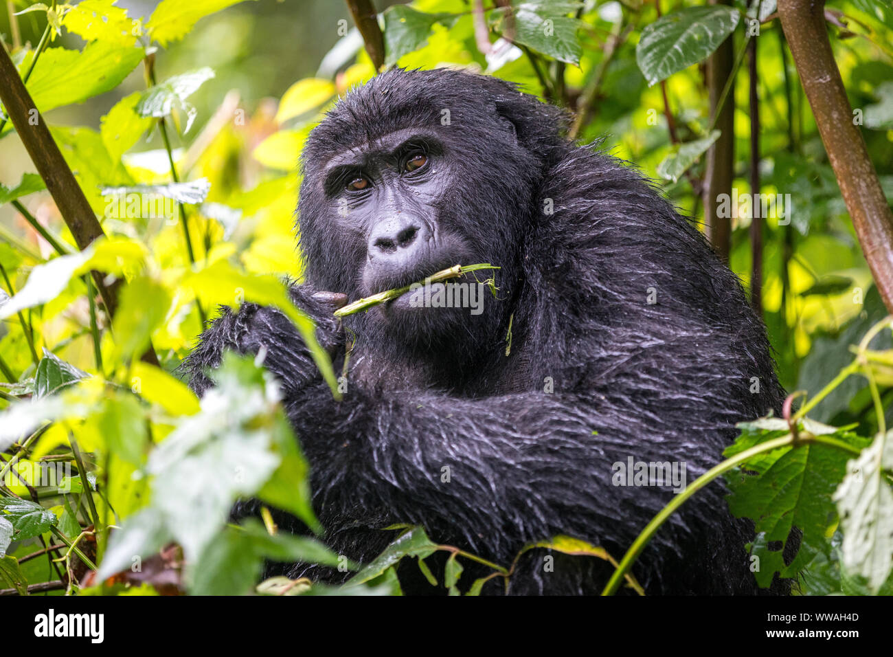 Portrait von jungen männlichen Gorilla Trekking im Bwindi Impenetrable Forest sitzen, Uganda Stockfoto