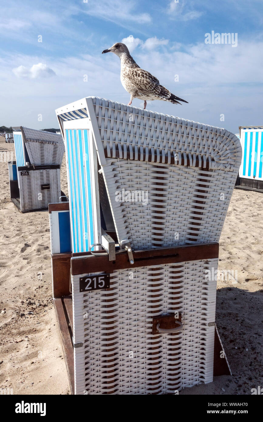 Deutschland Warnemunde Strand, Möwe auf einem Liegestuhl Vogel Ostsee Deutschland Warnemunde Deutschland Küste strandkorb niemand Stockfoto