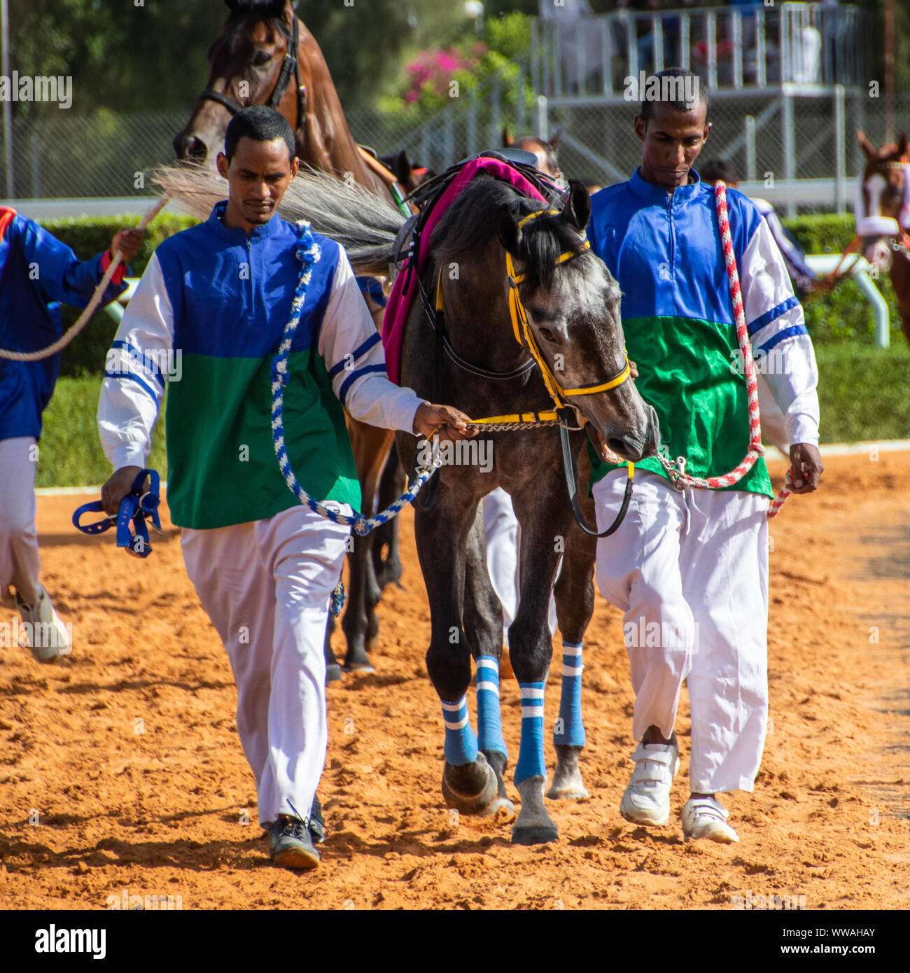 Pferd Racig im King Khalid Rennstrecke, Taif, Saudi-Arabien, 21/06/2019 Stockfoto