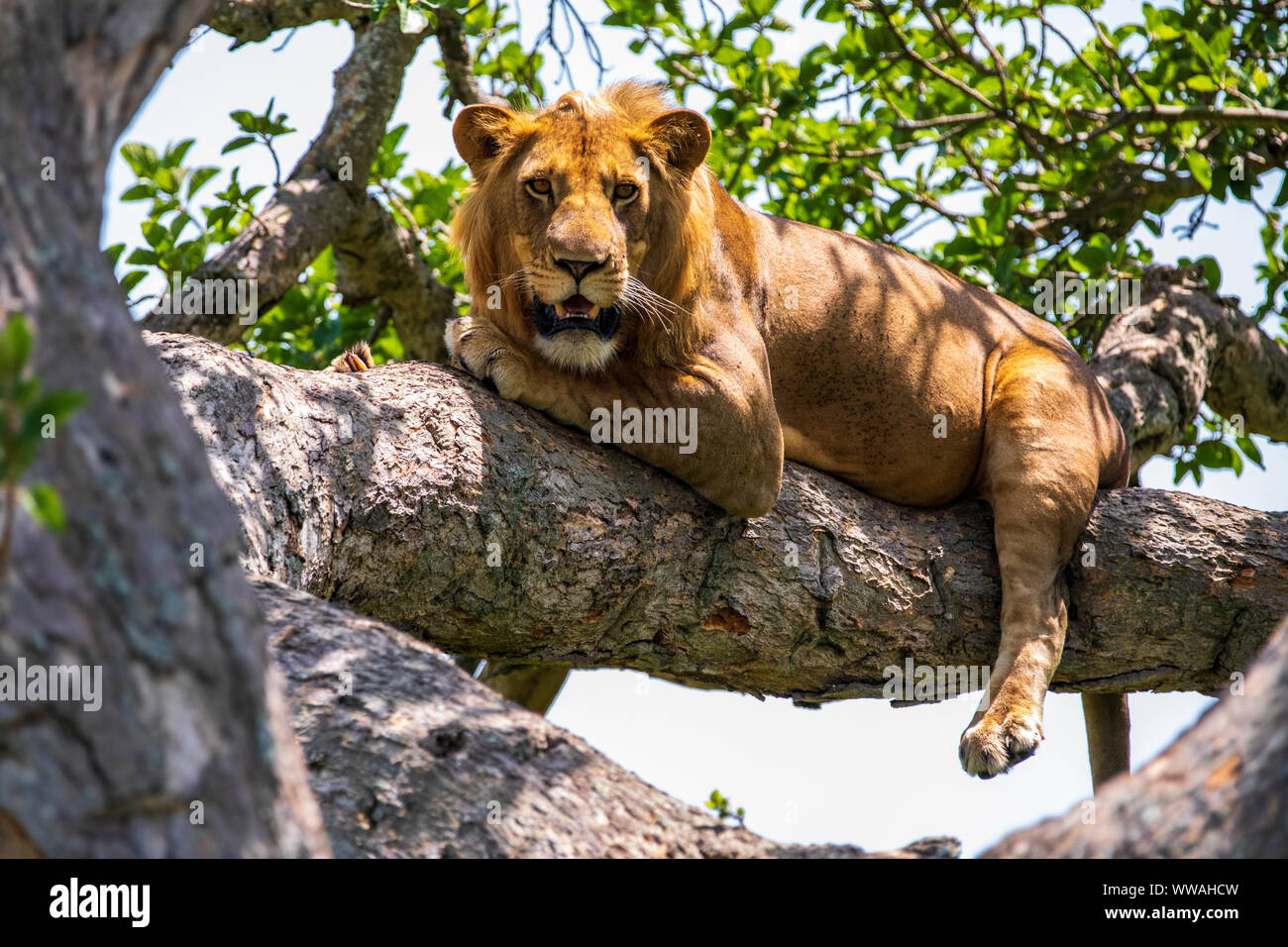 Portrait von Löwe (Panthera leo) ruht auf Ast, Queen Elizabeth National Park, Uganda Stockfoto