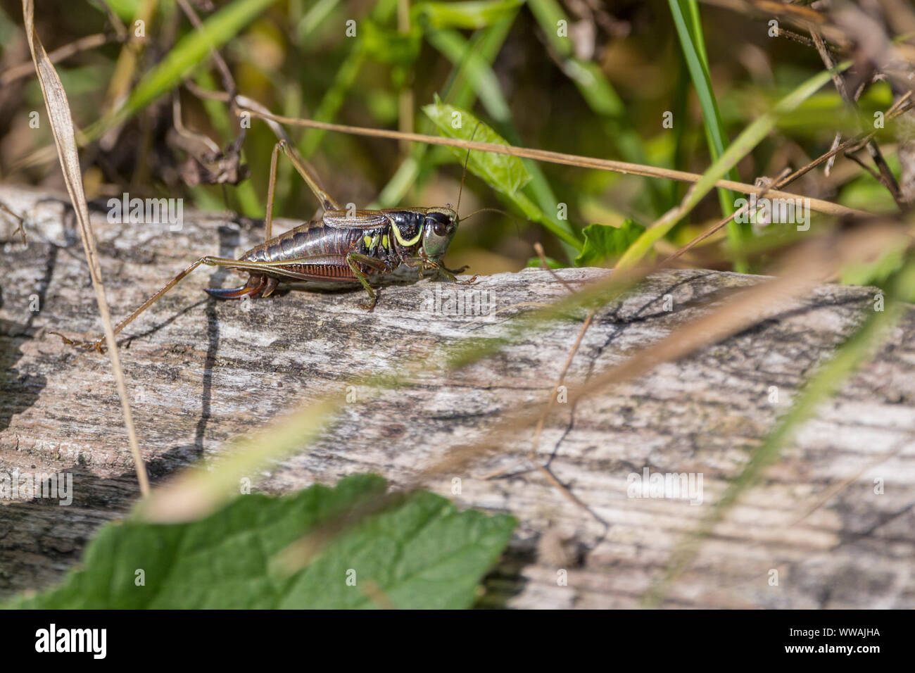 Roesel's Bush Cricket (Metrioptera roeselii) marmoriertem braunen Körper blass Marge für die gesamte Halsschild Seite-Klappe. Weibchen hat ovipositor gezeigt Grau grün Kopf. Stockfoto