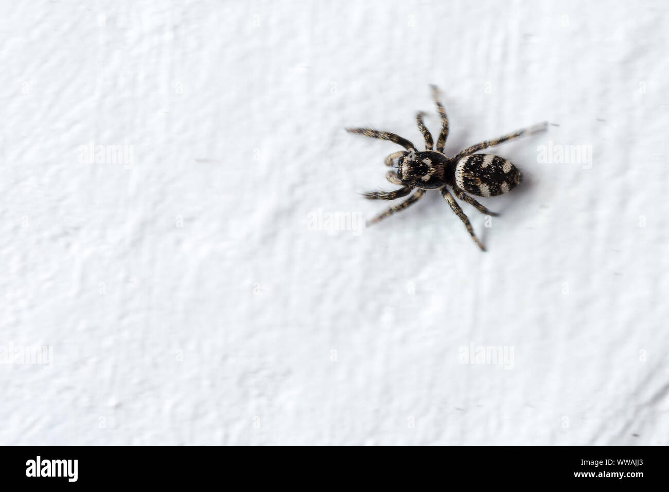 Weiße Schwarze Streifen Spinne Stockfotos und -bilder Kaufen - Alamy