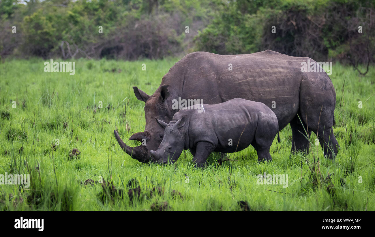 Südliches Breitmaulnashorn (Rhinocerotidae))) Mutter und Kalb während der Safari in Ziwa Rhino Sanctuary, Uganda gesehen Stockfoto