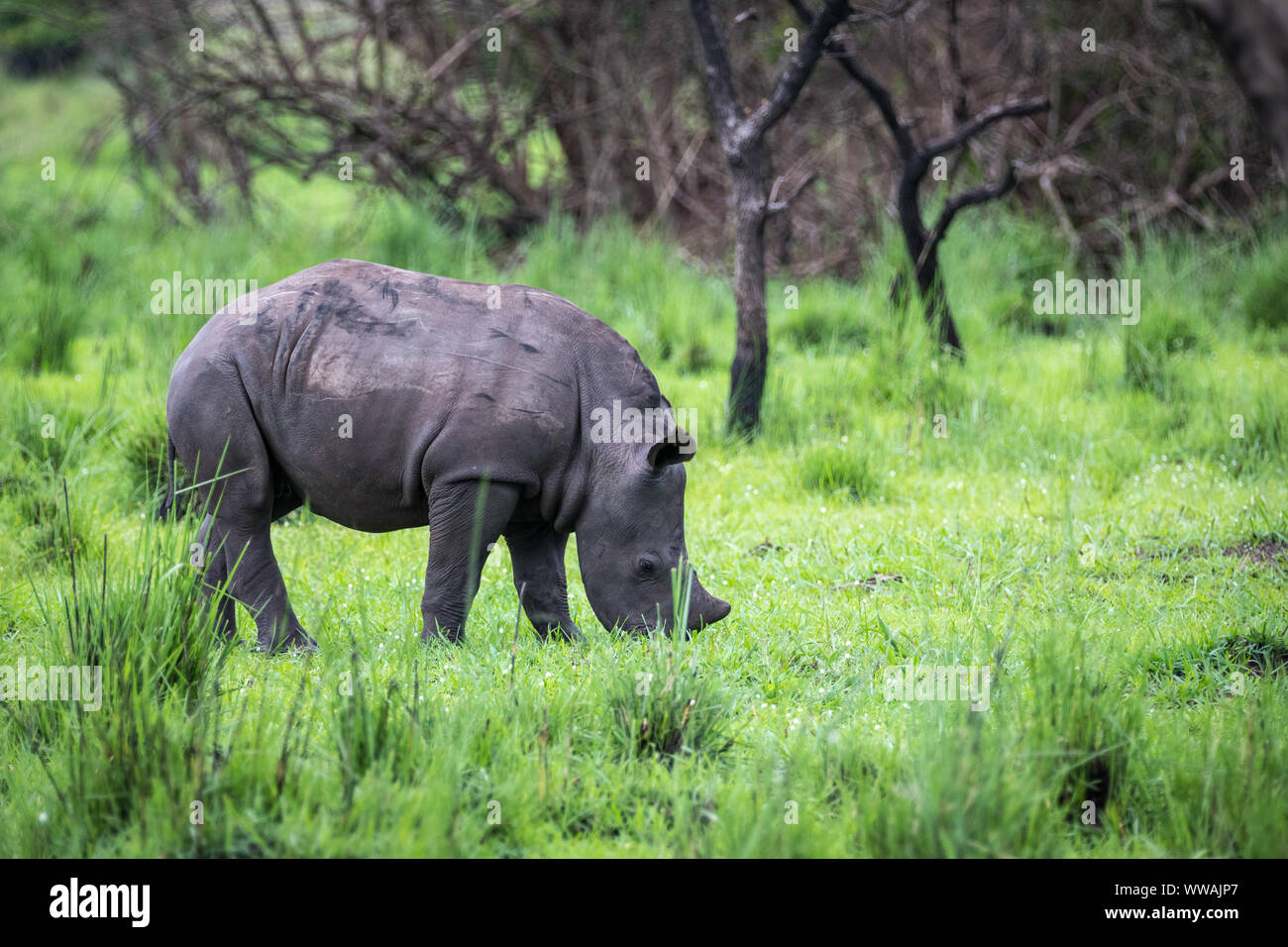 Südliches Breitmaulnashorn (Rhinocerotidae))) Kalb während der Safari in Ziwa Rhino Sanctuary, Uganda gesehen Stockfoto