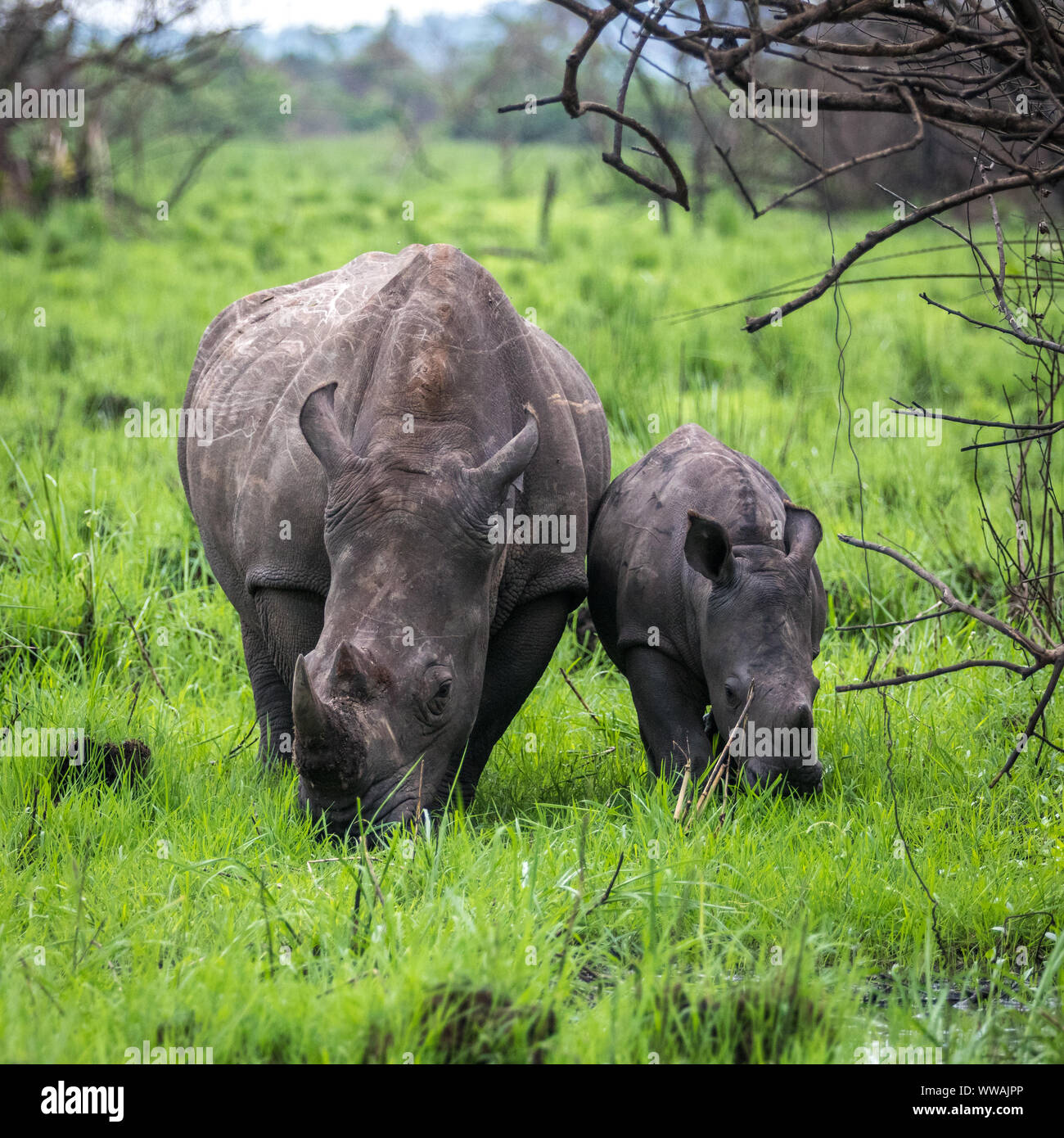 Südliches Breitmaulnashorn (Rhinocerotidae))) Mutter und Kalb während der Safari in Ziwa Rhino Sanctuary, Uganda gesehen Stockfoto
