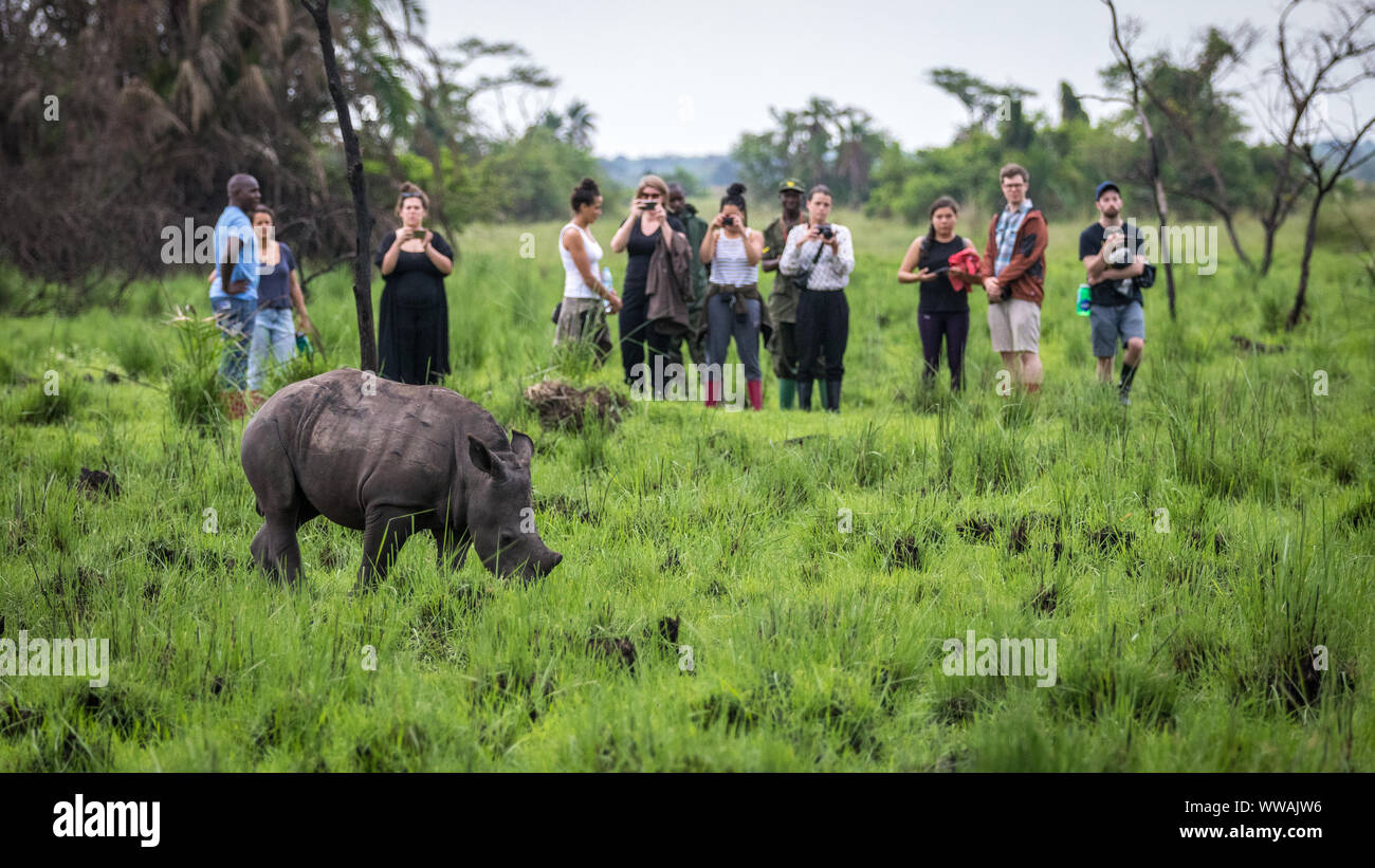 Südliches Breitmaulnashorn (Rhinocerotidae))) während der Safari in Ziwa Rhino Sanctuary, Uganda gesehen Stockfoto