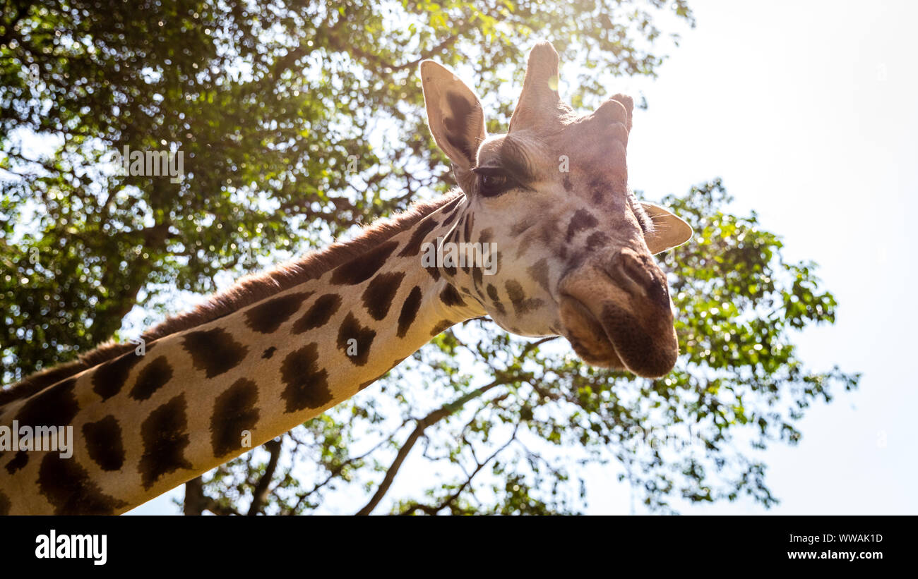 Portrait von Giraffe auf Kamera, Entebbe, Uganda Stockfoto