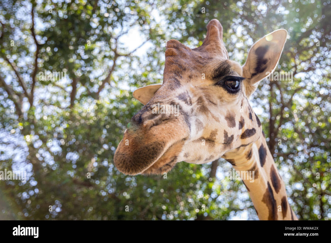 Portrait von Giraffe auf Kamera, Entebbe, Uganda Stockfoto