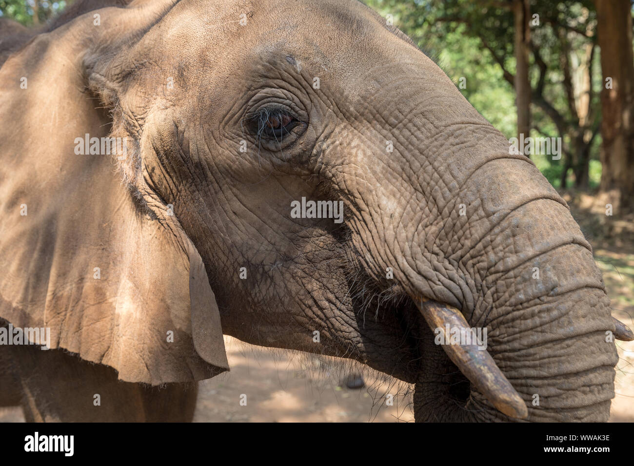 Nahaufnahme eines jungen Elefanten im Zoo von Entebbe, Uganda Stockfoto
