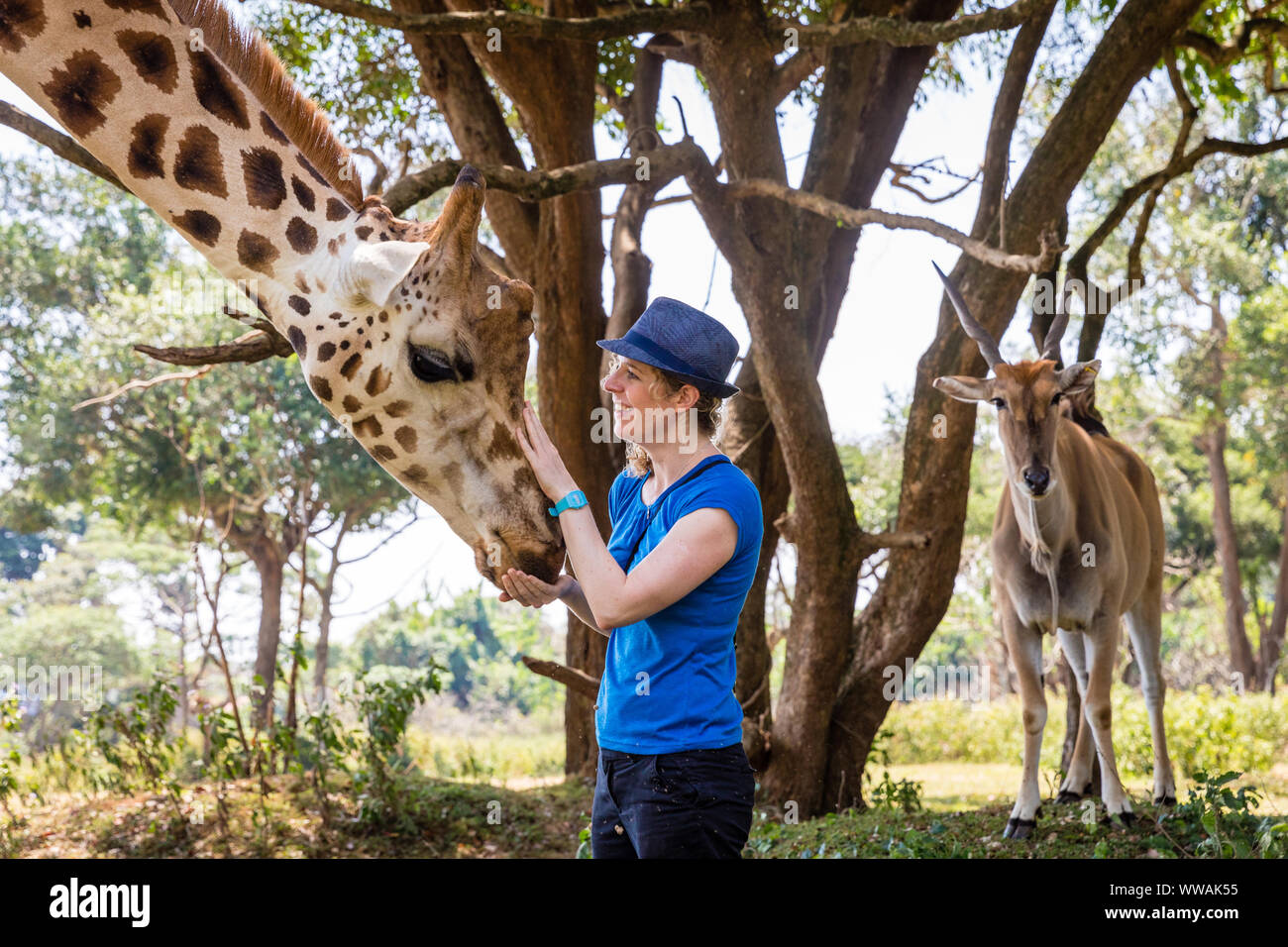Frau mit Fedora Fütterung Giraffe in Uganda Wildlife Education Center, Entebbe, Uganda Stockfoto
