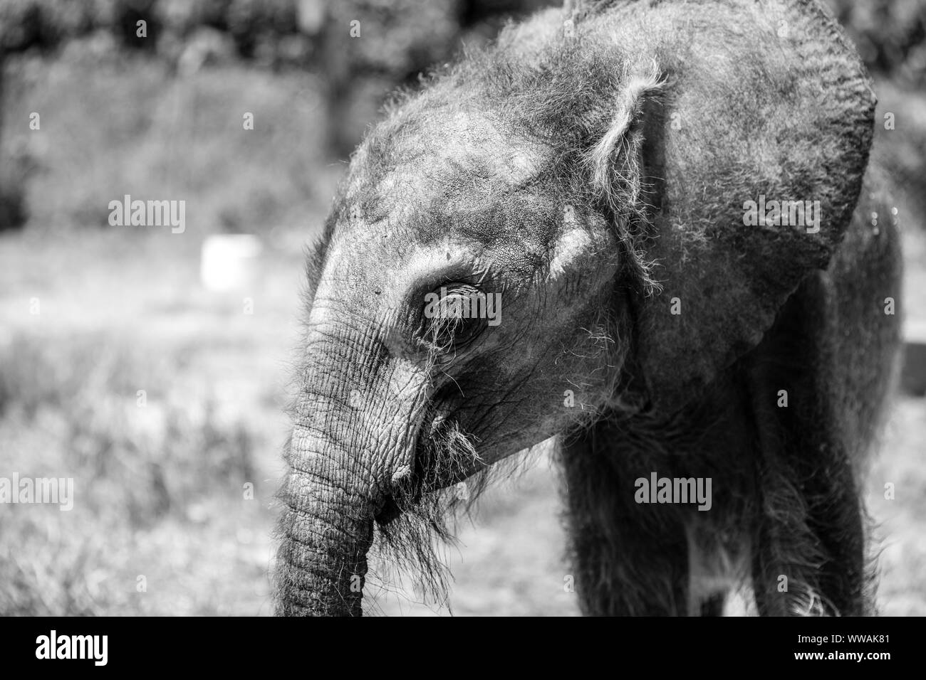 Baby Waldelefant Kalb in Uganda Wildlife Education Center, Entebbe, Uganda Stockfoto