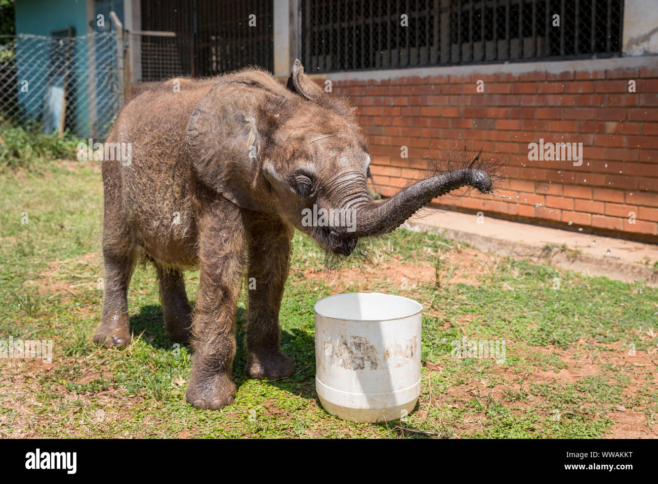 Baby Waldelefant Kalb in Uganda Wildlife Education Center, Entebbe, Uganda Stockfoto