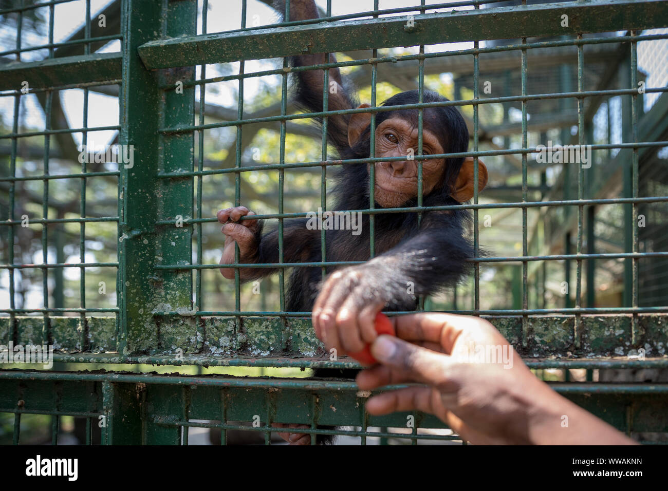 Portrait von baby Schimpanse (Pan troglodytes) in einem Käfig Gehäuse in Uganda Wildlife Education Center, Entebbe, Uganda Stockfoto