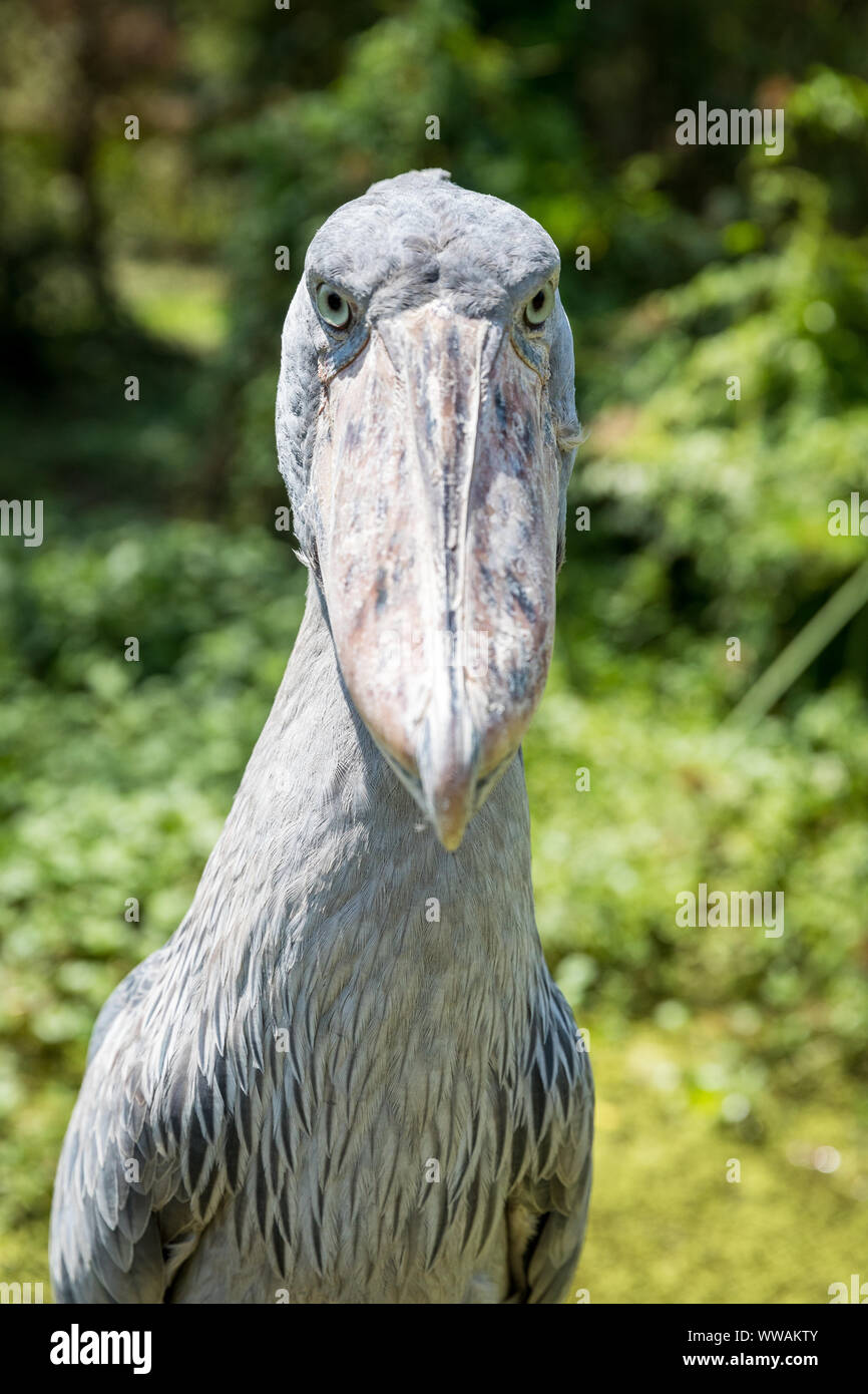 Porträt der Schuhschnabel (Balaeniceps Rex) Storch mit Zerkratzt Schnabel, Entebbe, Uganda Stockfoto