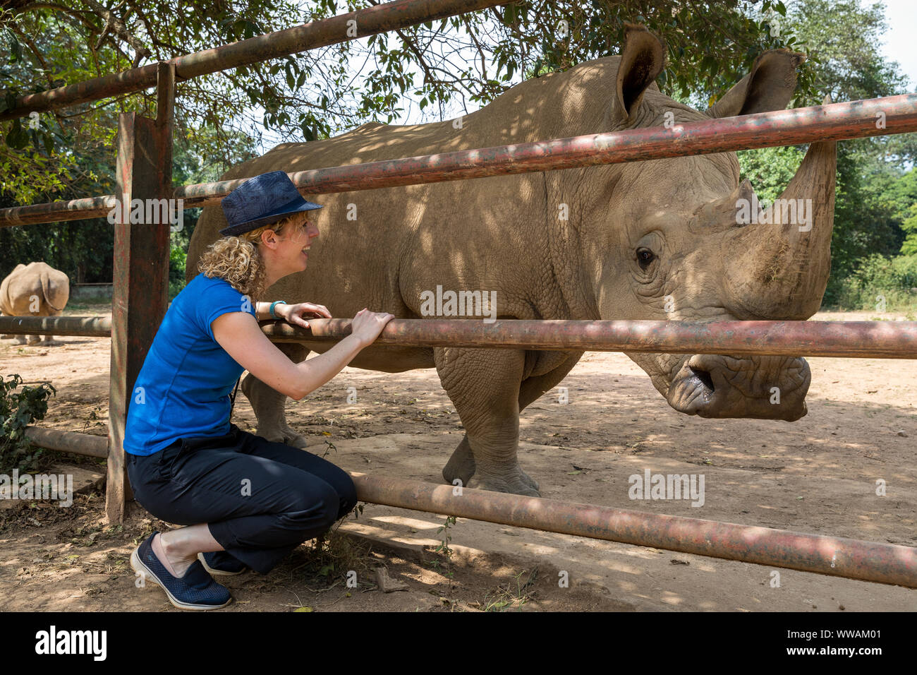 Ein Touristen bewundert ein Südliches Breitmaulnashorn (Rhinocerotidae))) während eines Besuchs in Uganda Wildlife Education Center, Zoo von Entebbe, Uganda gesehen Stockfoto