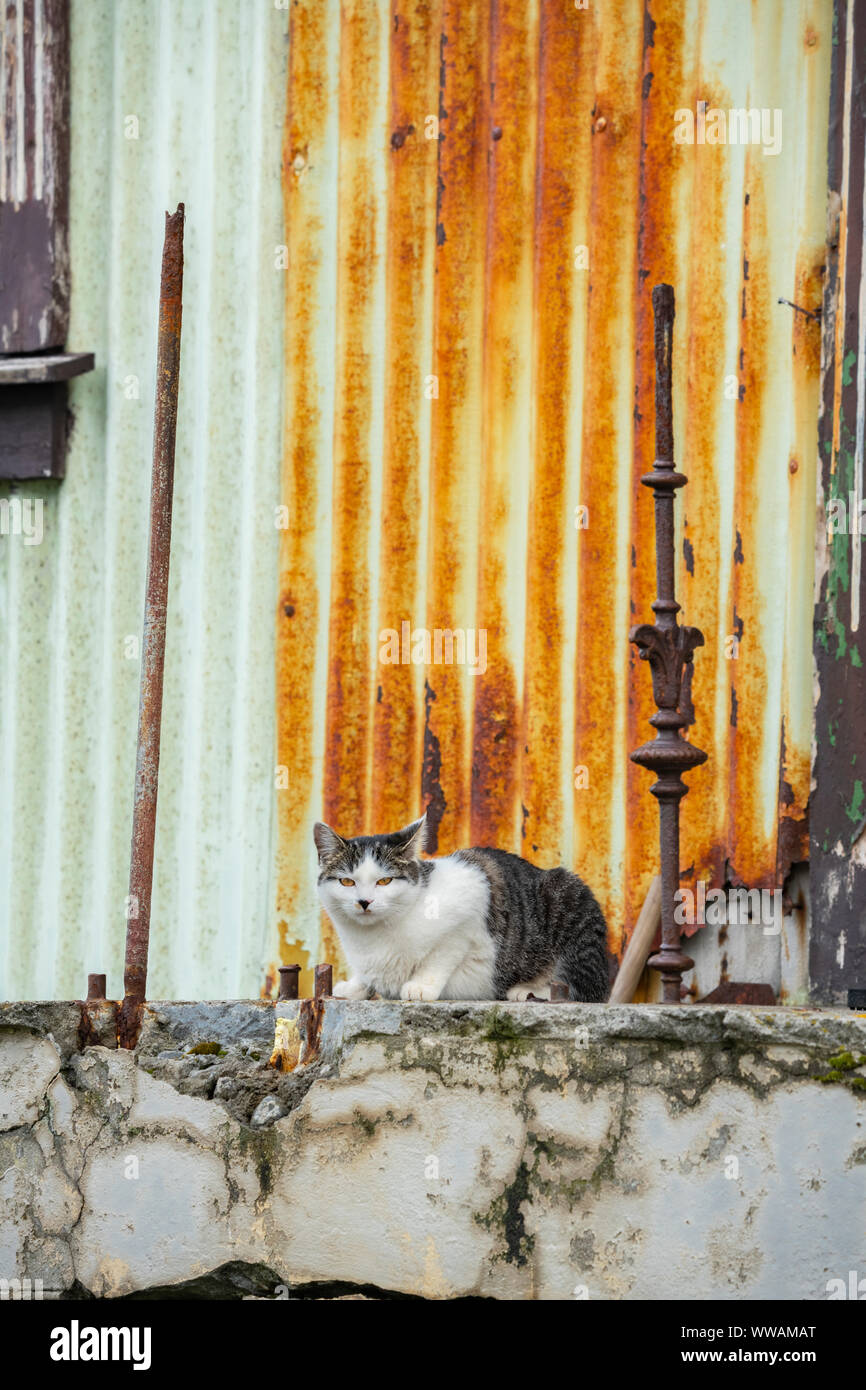 Alte unheimliche currogated Sheet metal Haus in Isafjordur, Westfjorde Island mit einer Katze entspannen am Eingang Stockfoto