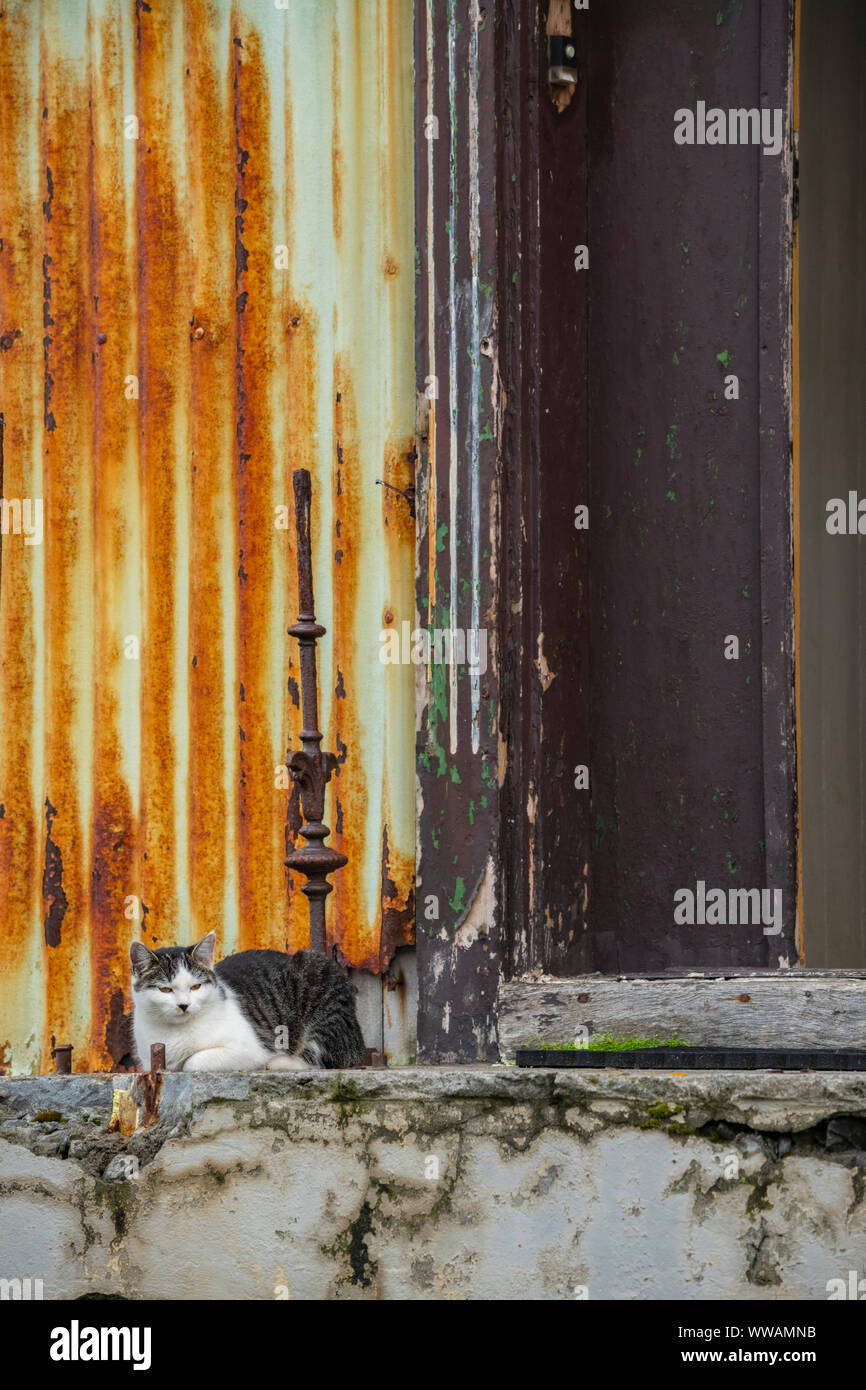 Alte unheimliche currogated Sheet metal Haus in Isafjordur, Westfjorde Island mit einer Katze entspannen am Eingang Stockfoto