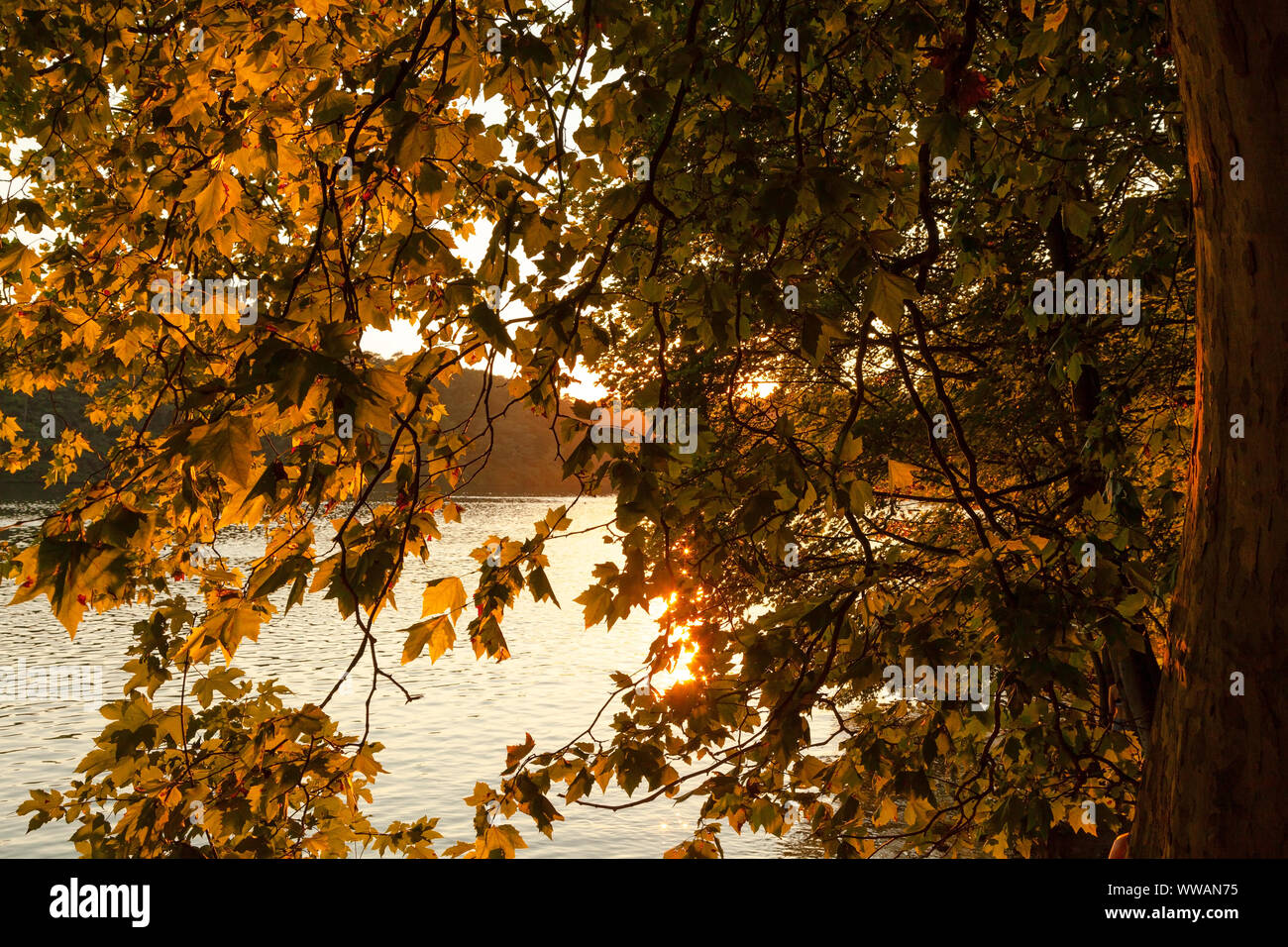 Baum und treetop im Herbst Licht Stockfoto