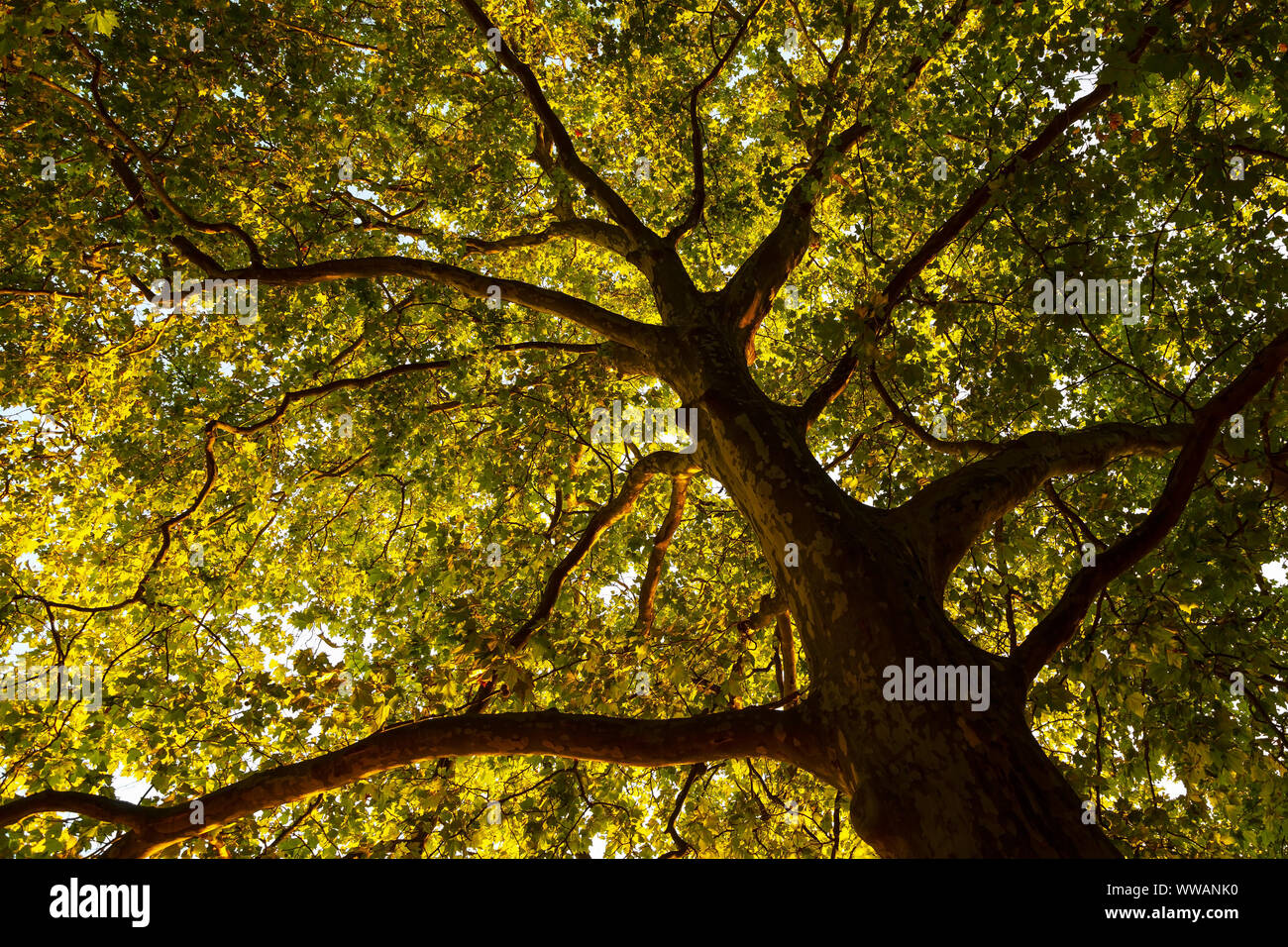 Baum und treetop im Herbst Licht Stockfoto