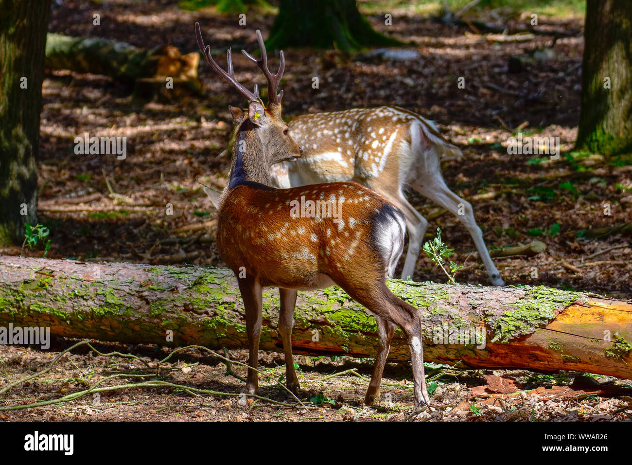 Damwild, Sika, Rehe im Wald Stockfoto