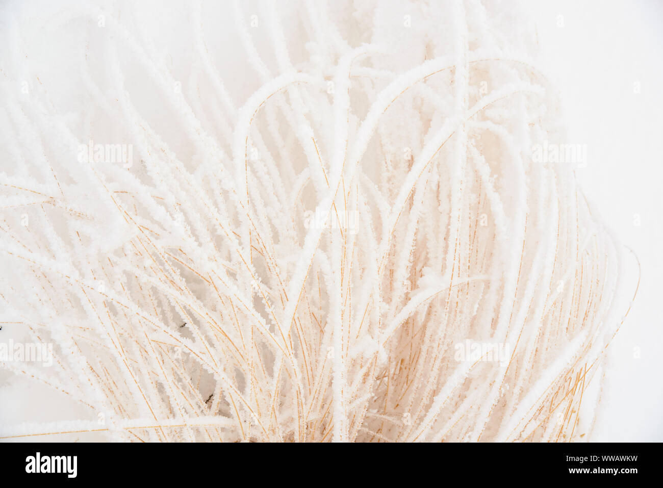 Frosted wüste Sträucher in der San Rafael Wüste, Goblin Valley State Park, Utah, USA Stockfoto