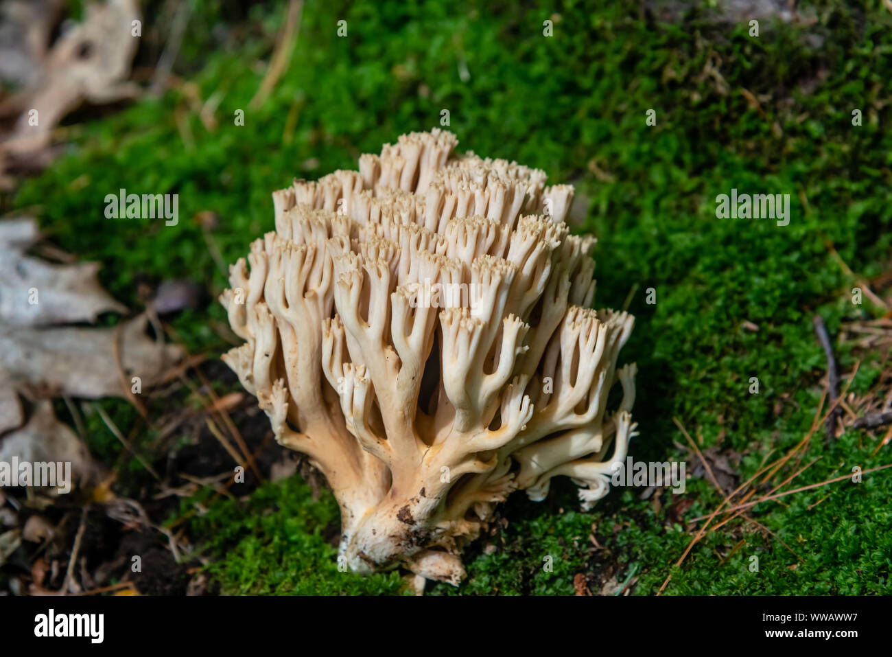 Coral Pilze im Wald Stockfoto