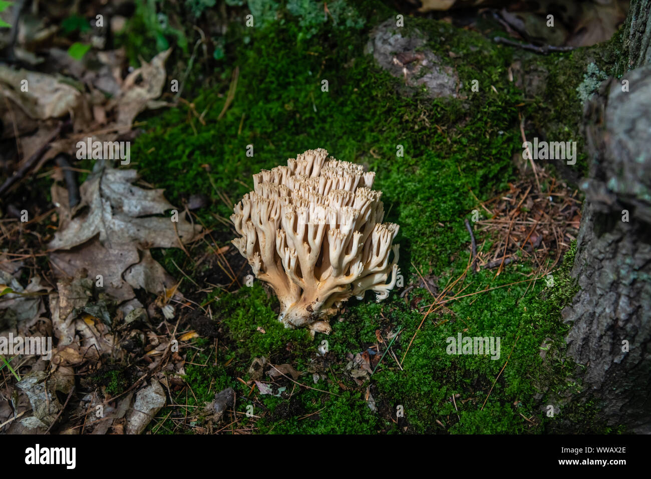 Coral Pilze im Wald Stockfoto