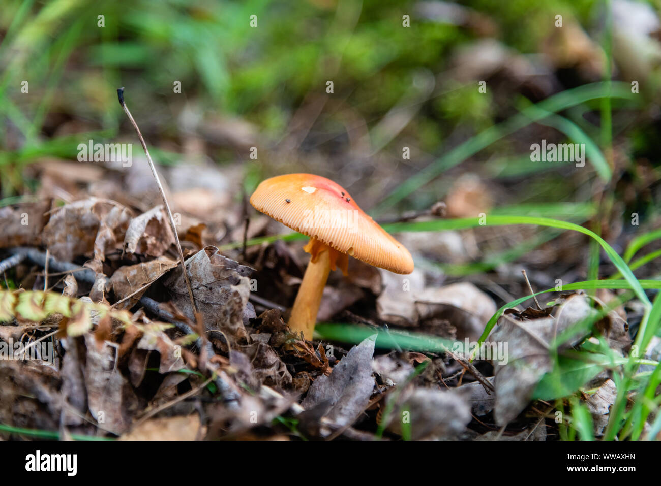 Giftige Pilze im Wald Stockfoto