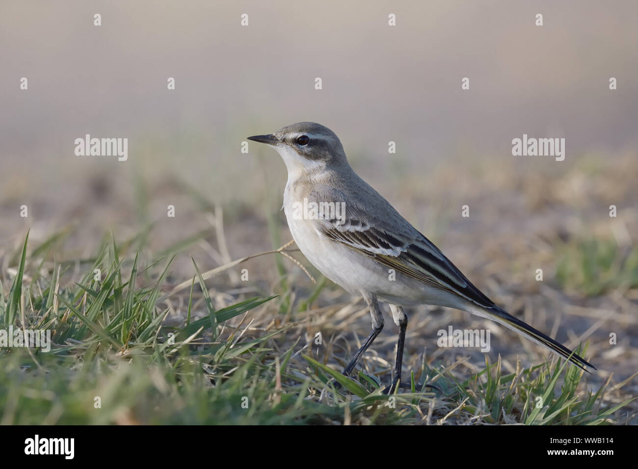 Die schafstelze Vogel. Stockfoto