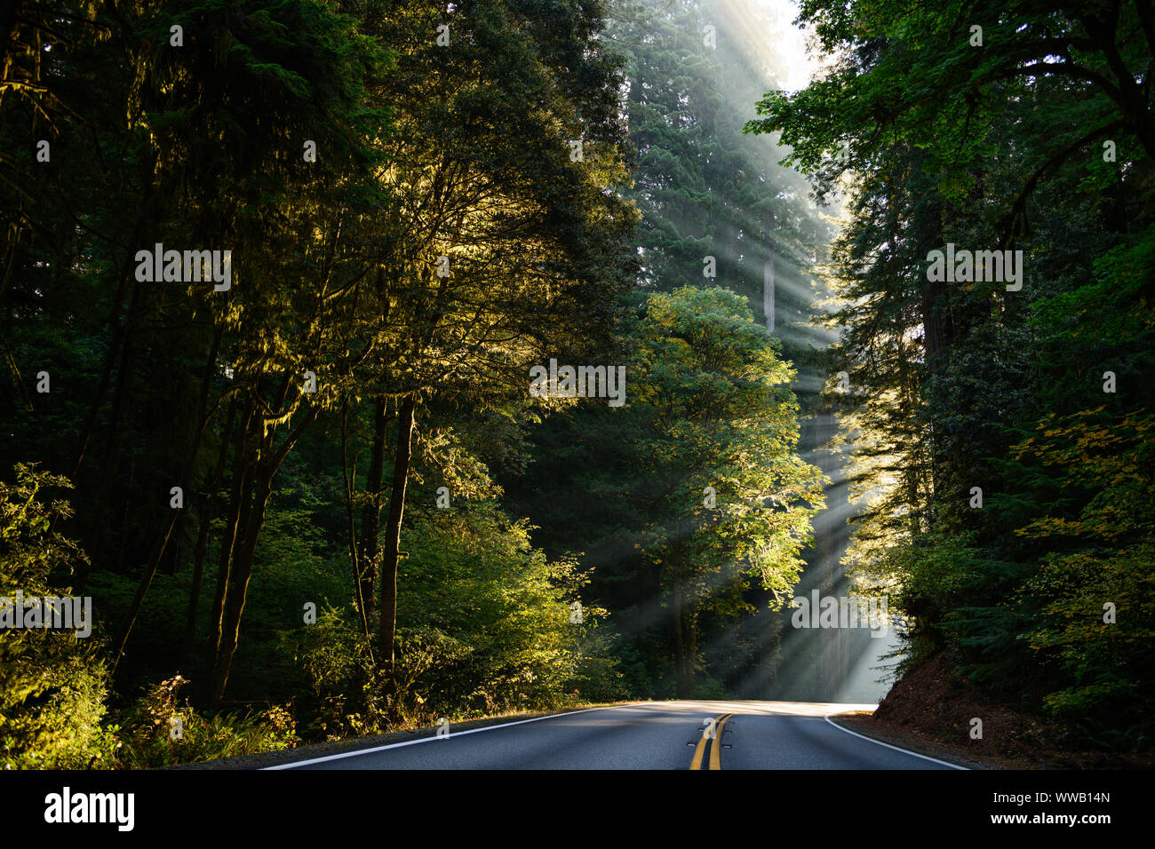 Eine Straße durch Haine von gigantischen Sequoia und Redwood Bäume mit Sonnenstrahlen durch die Bäume entlang der Kalifornischen Küste im Redwoods National kommen einen Stockfoto