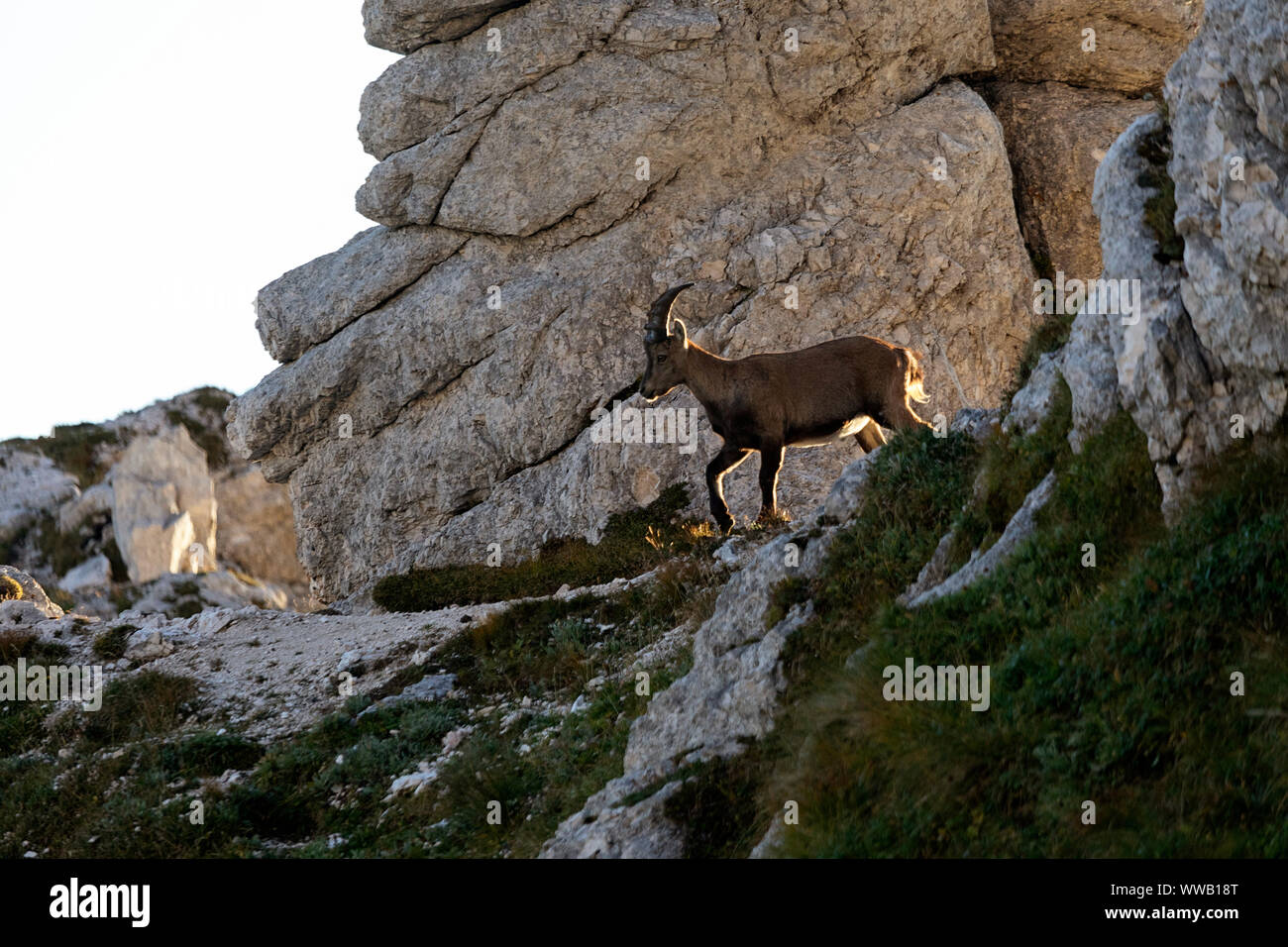 Männliche alpine Steinbock Capra ibex auf einem steilen Berg, Montasio, Italien Stockfoto