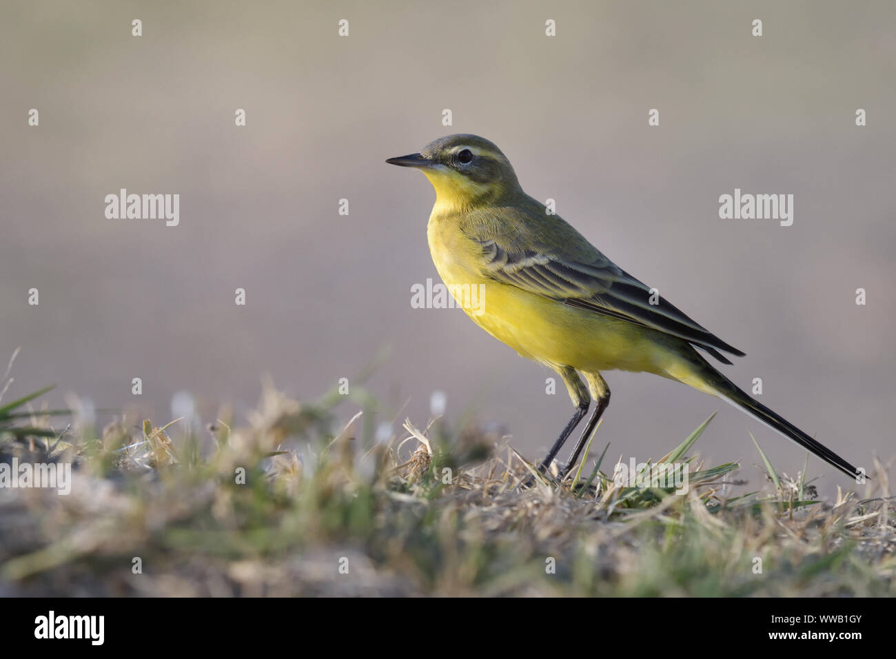 Die schafstelze Vogel. Stockfoto