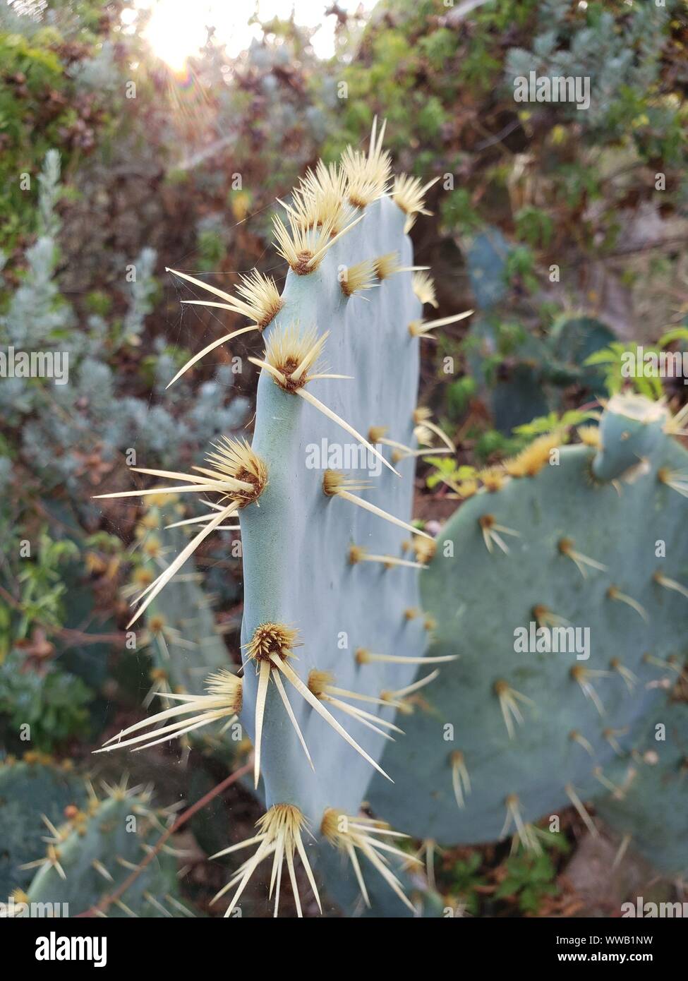Die abgerundete Kante der STACHELN ist ein feigenkaktus glochid. Stockfoto