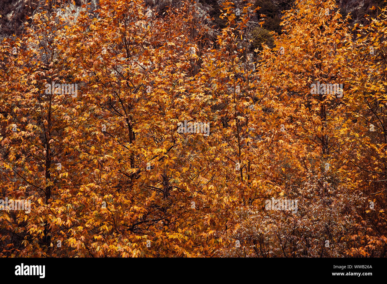 Schönen Herbst Landschaft, wunderschöne große Bäume mit goldenen Laub abgedeckt, natürliche Hintergrund, Wechsel der Jahreszeiten Konzept Stockfoto