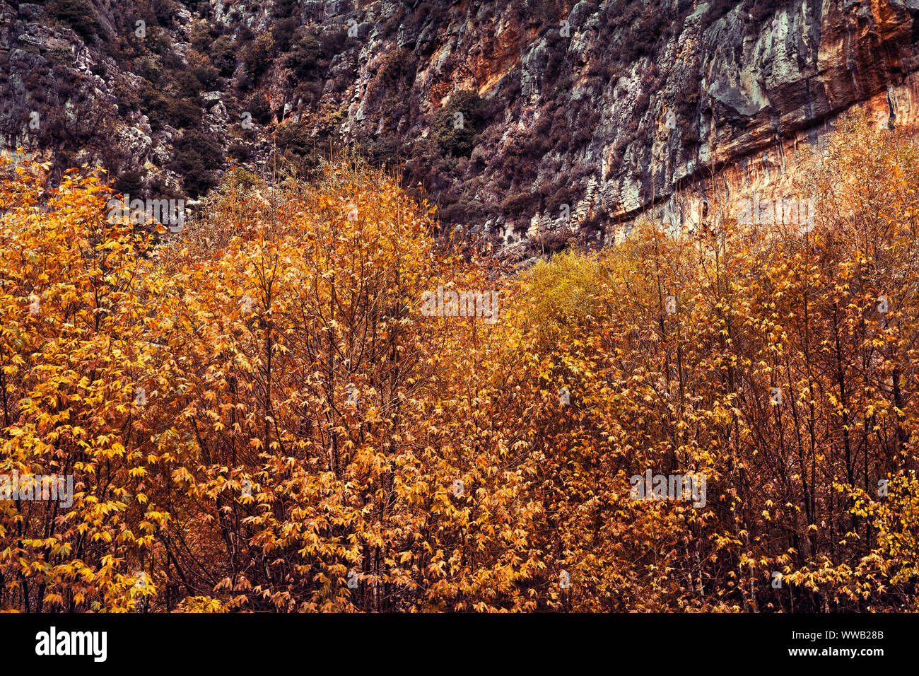 Schönheit der Herbst, Bäume mit goldenen Laub unter großer Berg, abstrakte natürlichen Hintergrund, die Veränderung der Jahreszeiten Konzept Stockfoto