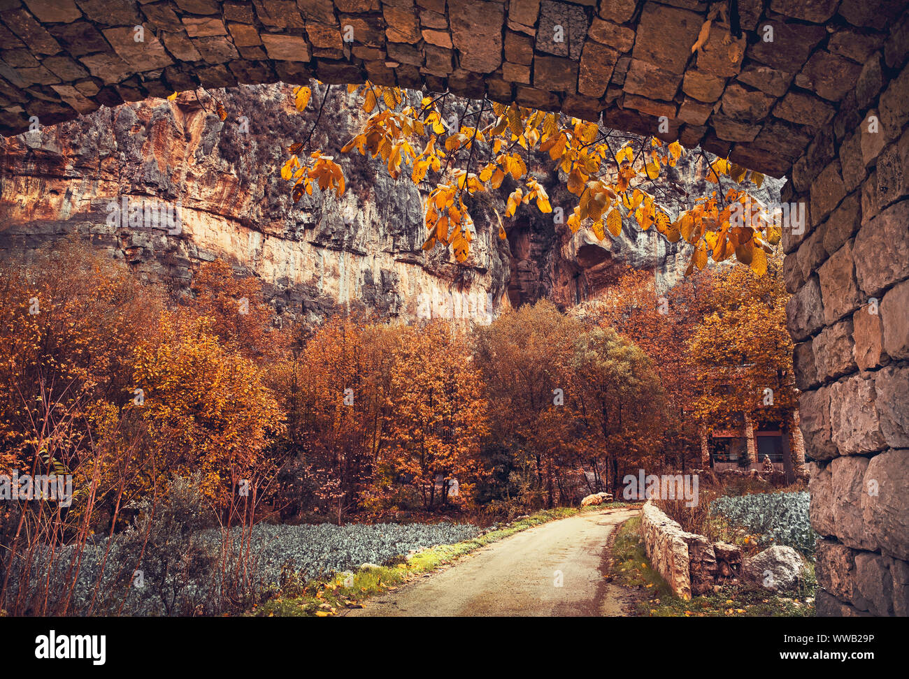 Tunnel über die bergige Straße, schöne Bäume mit goldenen Blätter, Schönheit der Herbstsaison abgedeckt Stockfoto