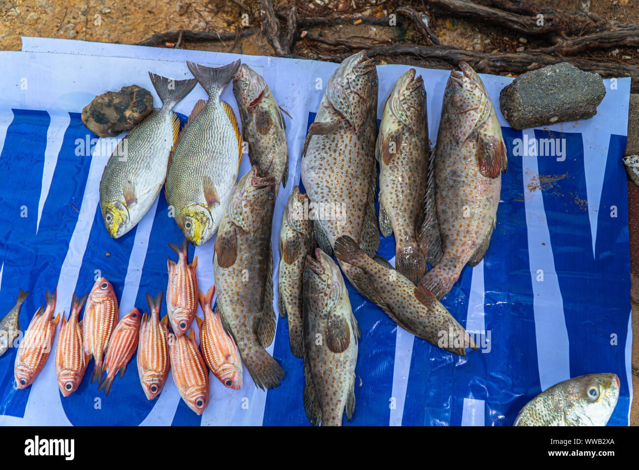 Die Lebensweise der Fischer Boote, um ihre Familien zu ernähren. Viele Menschen warten auf direkte Fische kaufen vom Boot aus sind. Weil es Billig Preis Stockfoto