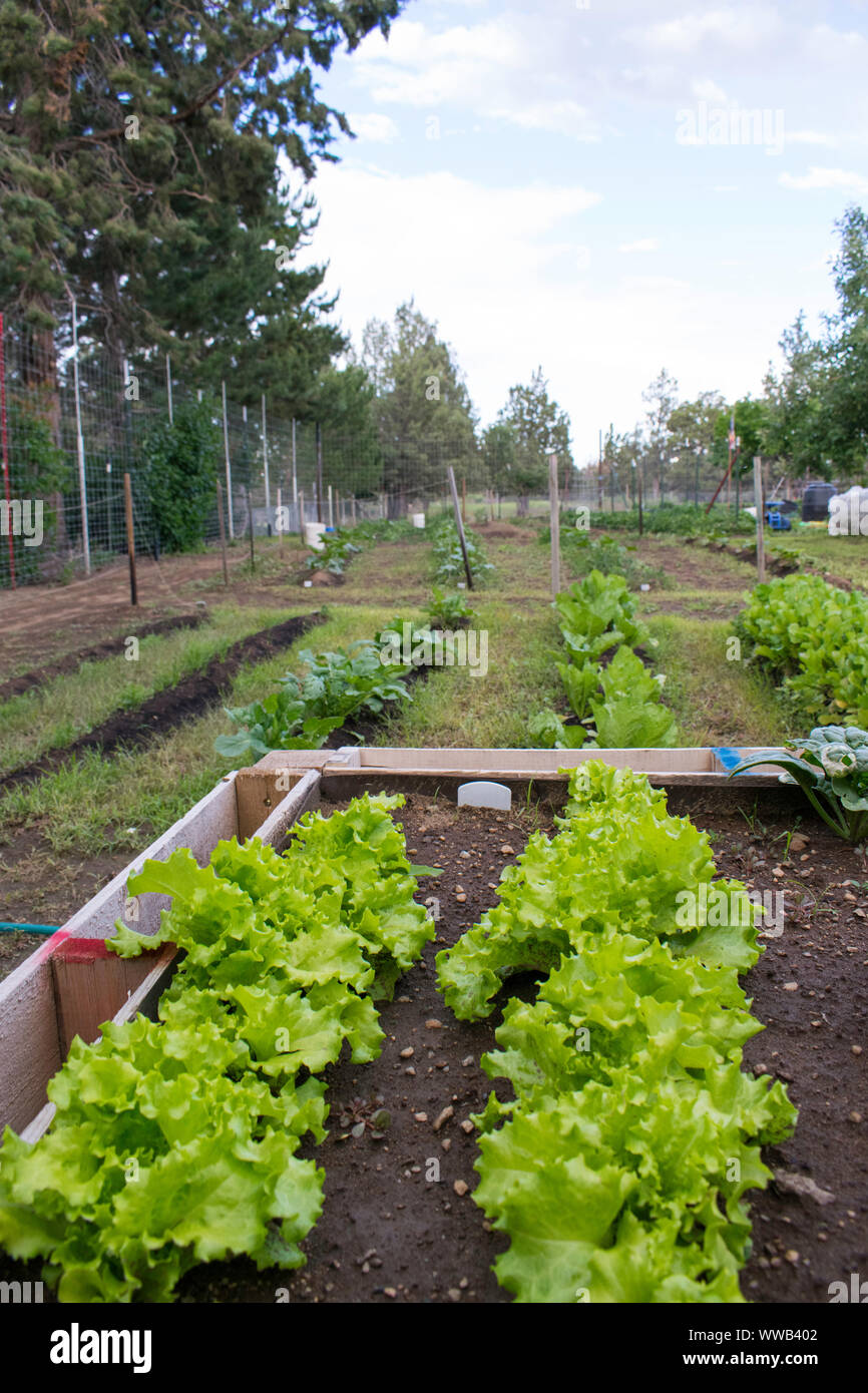 Hochbeet-Gemüsegarten Stockfoto